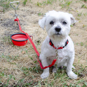 Deluxe Dog Emergency Kit